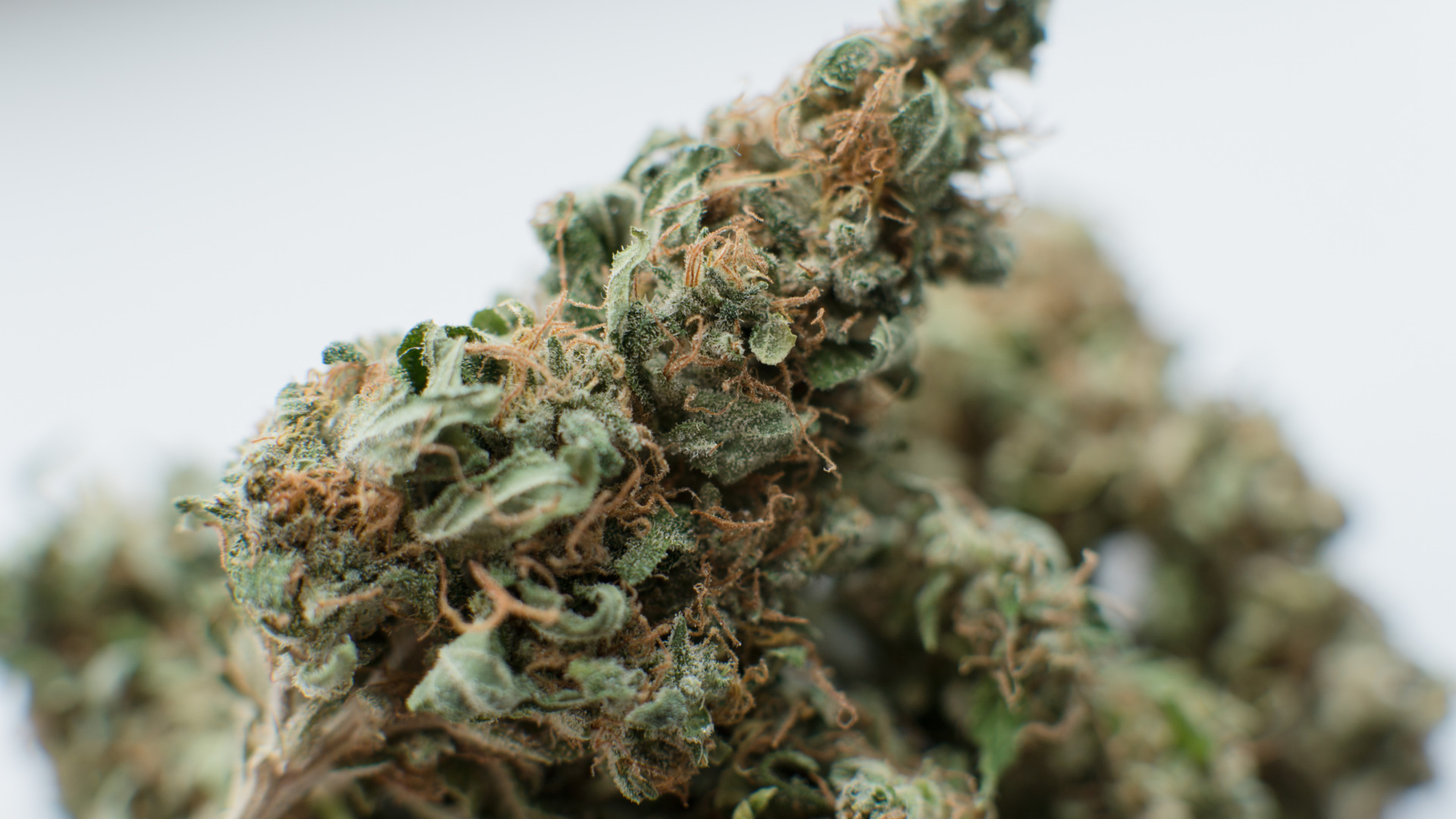 Macro close-up of cured THCA flower showing trichomes and pistils, the details to inspect when comparing THCA flower brands